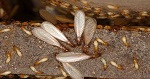 Termite
