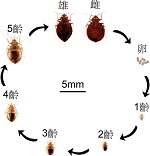 Bedbugs Cycles
