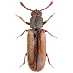 Powderpost Beetle