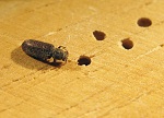 Powderpost Beetle Damage