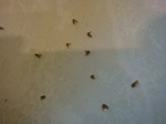 Psychodidae