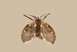 Psychodidae