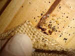 Bedbugs and eggs