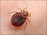 Bedbug on human arm