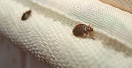 Bedbugs