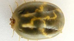 Cattle Tick fully