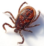 Cattle Tick