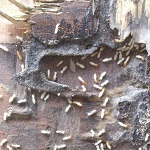 Termites in Fireproof door