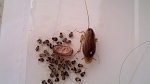 German Cockroach