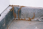 Termite Mudtube