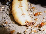 Termite Wueen