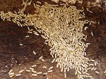 Termite