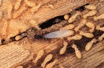 Termite