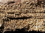 Termite